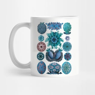 Ernst Haeckel Ascidiae Sea Squirts Blue Mug